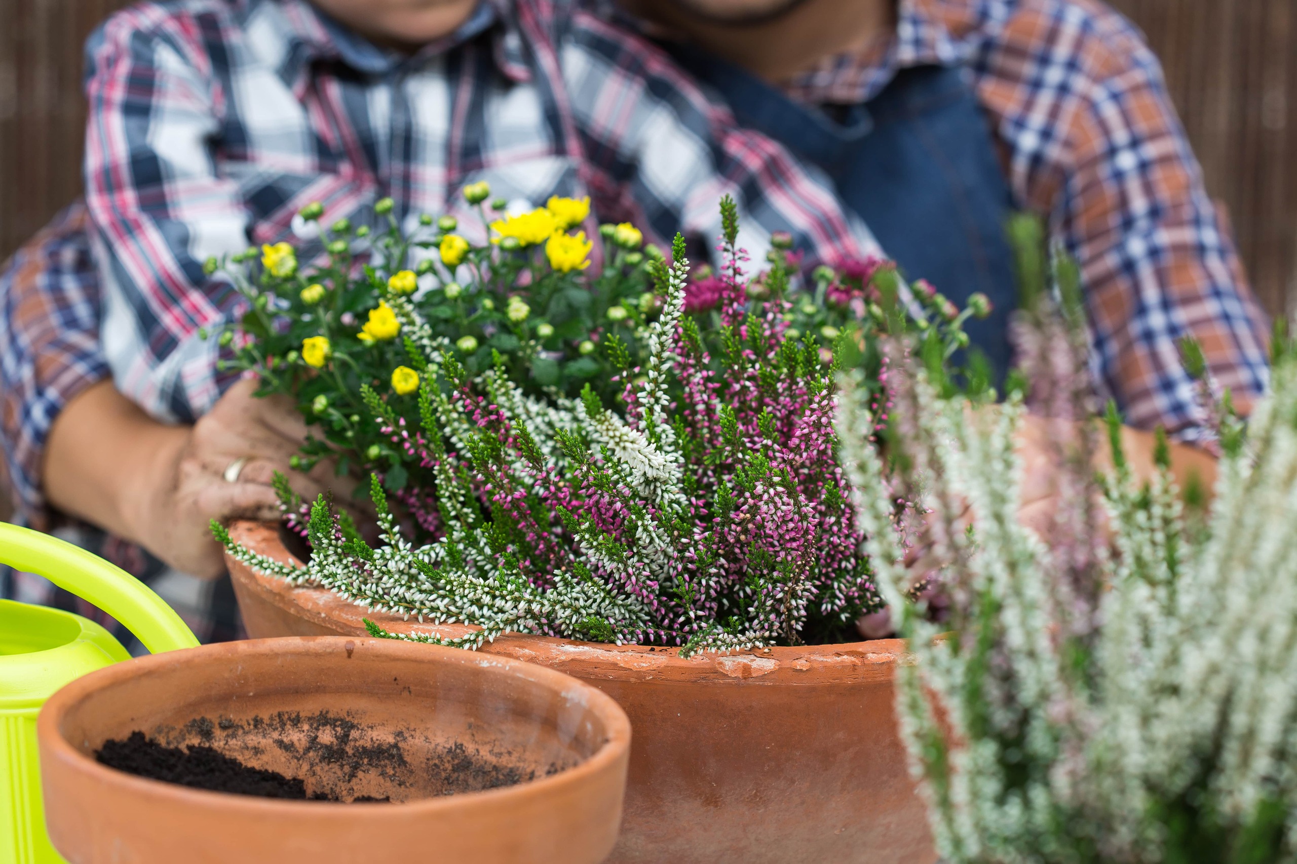 Garden Harmony The Art Of Pairing Plants For Maximum Growth