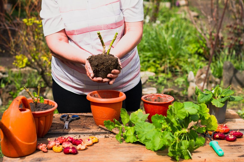 What Is Companion Planting